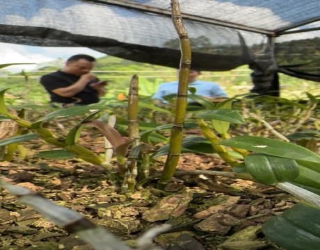 我院赴铁皮石斛研究基地调研。